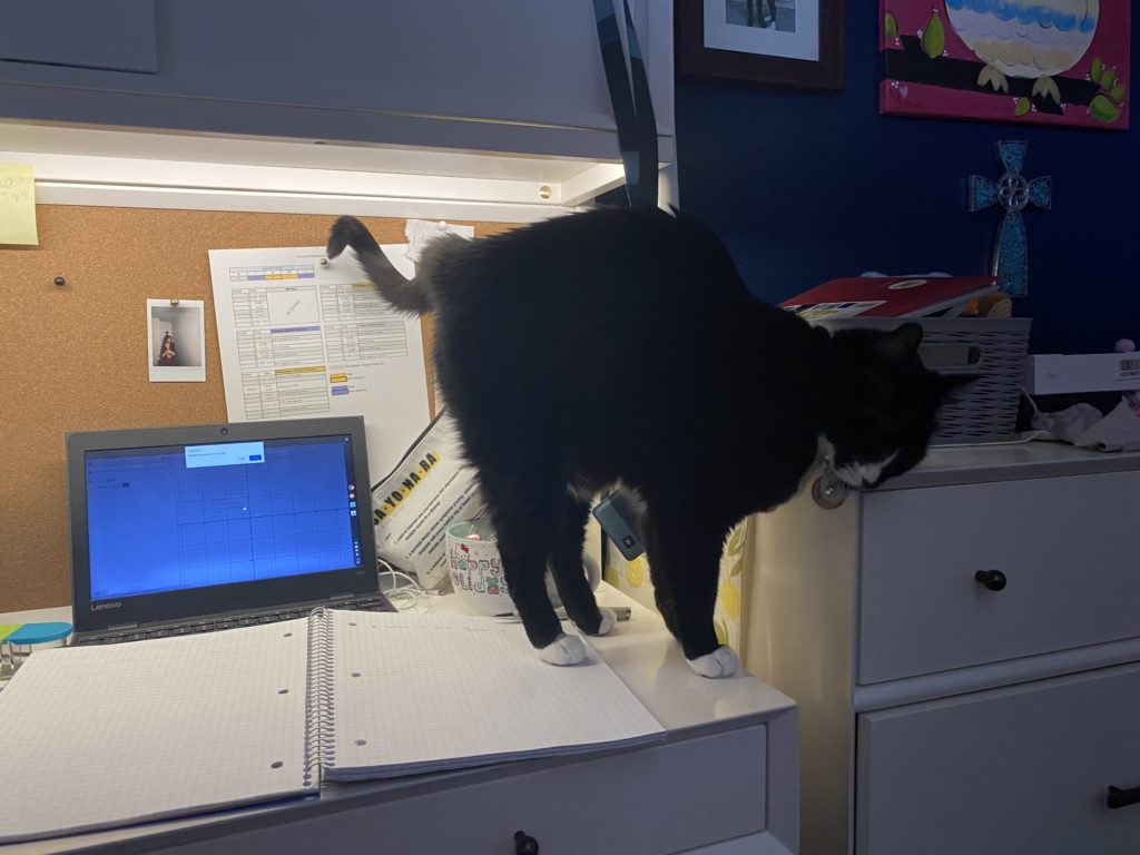 cat sits on a desk while student does work online